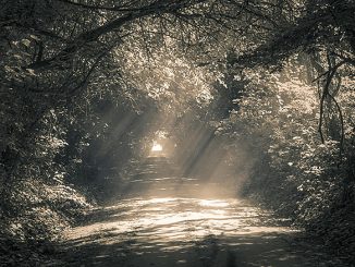 Waldweg im Halbdunkel, durchzogen von schräg einfallenden Lichtstrahlen, die den Boden erhellen; stille, gleichgültige Natur ohne menschliche Präsenz.