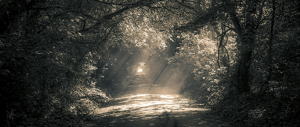 Waldweg im Halbdunkel, durchzogen von schräg einfallenden Lichtstrahlen, die den Boden erhellen; stille, gleichgültige Natur ohne menschliche Präsenz.